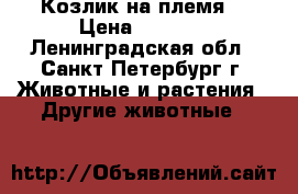 Козлик на племя  › Цена ­ 5 000 - Ленинградская обл., Санкт-Петербург г. Животные и растения » Другие животные   